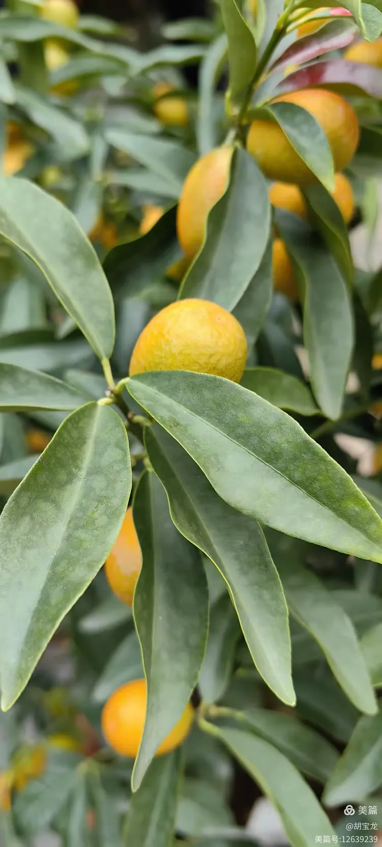 金黄硕果缀芳丛